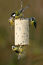 BUITEN BEELD Foto: 54519