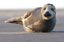 BUITEN BEELD Foto: 54542