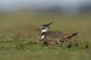 BUITEN BEELD Foto: 54694
