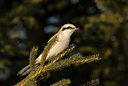 BUITEN BEELD Foto: 54696