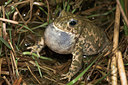 BUITEN BEELD Foto: 54735