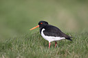 BUITEN BEELD Foto: 54737