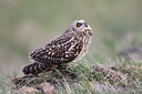 BUITEN BEELD Foto: 54758