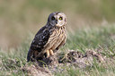 BUITEN BEELD Foto: 54772