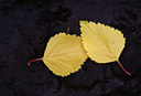 BUITEN BEELD Foto: 54804