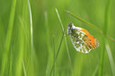 BUITEN BEELD Foto: 54813