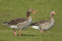BUITEN BEELD Foto: 54834