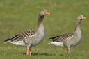BUITEN BEELD Foto: 54835