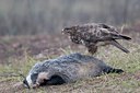BUITEN BEELD Foto: 54854
