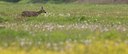 BUITEN BEELD Foto: 54861