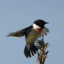 BUITEN BEELD Foto: 54871