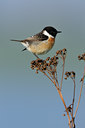 BUITEN BEELD Foto: 54872