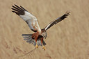 BUITEN BEELD Foto: 54883