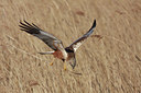 BUITEN BEELD Foto: 54885