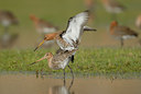 BUITEN BEELD Foto: 54888