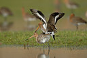 BUITEN BEELD Foto: 54890