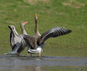 BUITEN BEELD Foto: 54906