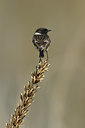 BUITEN BEELD Foto: 54914