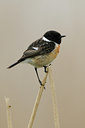 BUITEN BEELD Foto: 54954
