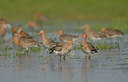 BUITEN BEELD Foto: 55041