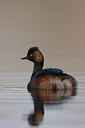 BUITEN BEELD Foto: 55145