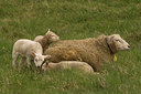 BUITEN BEELD Foto: 55165