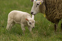 BUITEN BEELD Foto: 55166