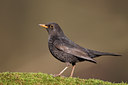 BUITEN BEELD Foto: 55228