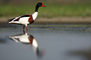 BUITEN BEELD Foto: 55231