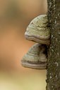 BUITEN BEELD Foto: 55237