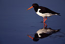 BUITEN BEELD Foto: 55247