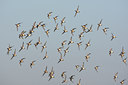 BUITEN BEELD Foto: 55280