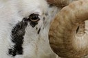 BUITEN BEELD Foto: 55310