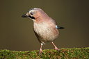BUITEN BEELD Foto: 55338