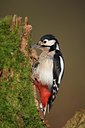 BUITEN BEELD Foto: 55340