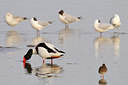 BUITEN BEELD Foto: 55353