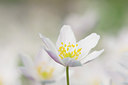BUITEN BEELD Foto: 55358