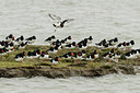 BUITEN BEELD Foto: 55376
