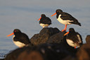 BUITEN BEELD Foto: 55380