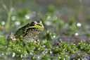 BUITEN BEELD Foto: 55404