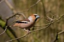 BUITEN BEELD Foto: 55440