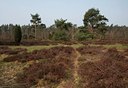 BUITEN BEELD Foto: 55481