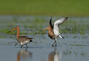 BUITEN BEELD Foto: 55497
