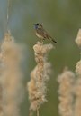BUITEN BEELD Foto: 55500
