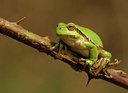 BUITEN BEELD Foto: 55516