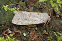 BUITEN BEELD Foto: 55519