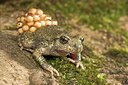 BUITEN BEELD Foto: 55535