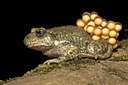 BUITEN BEELD Foto: 55544
