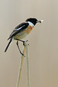 BUITEN BEELD Foto: 55642