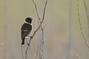 BUITEN BEELD Foto: 55667